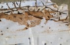 Termites In Syrofoam
